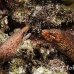 eel_moray_barredfin_nus_h_0705_png1817.jpg